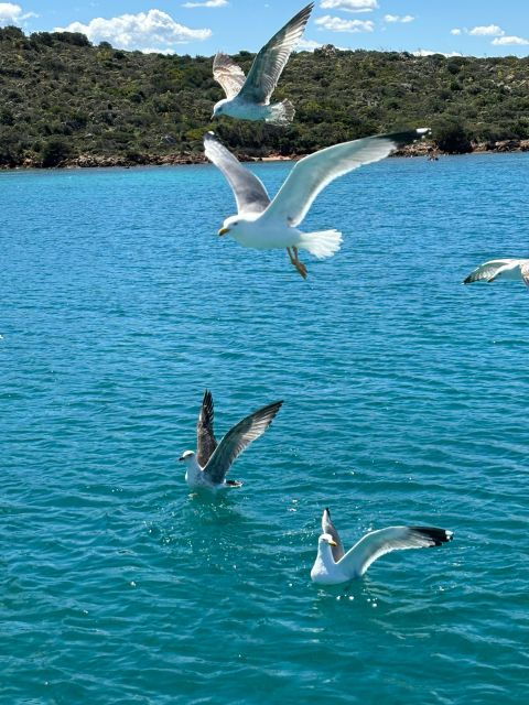 Da Palau:Tour in barca a vela nell'Arcipelago La Maddalena - Why the Price Reflects Value