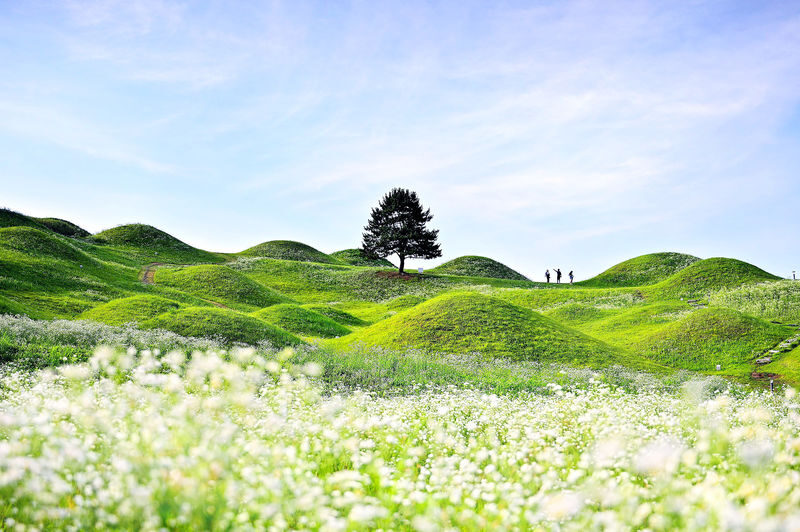 Daegu Day Tour: Palgongsan Cable Car, E-World & 83 Tower Night View - Should you book this Daegu day tour?