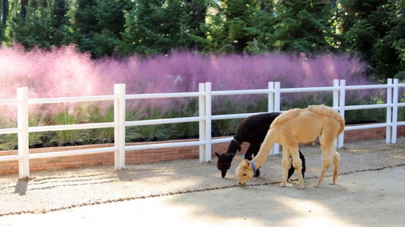 Daegu: E-World Theme Park & 83 Tower Observatory Ticket - The Experience from Past Visitors’ Perspectives