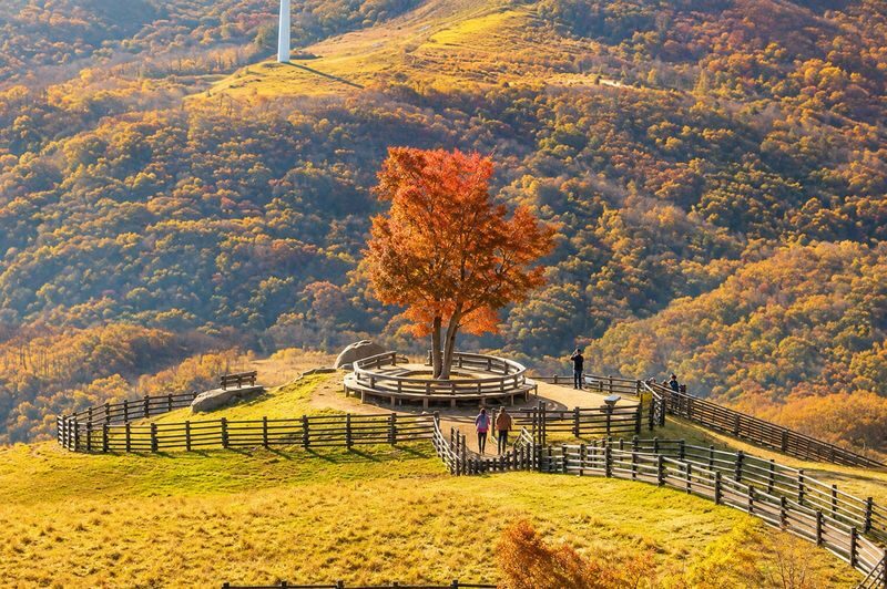 Daegwallyeong Sky Ranch&Samyang Ranch + Balwangsan Cable Car&Skywalk - Timing, weather, and comfort