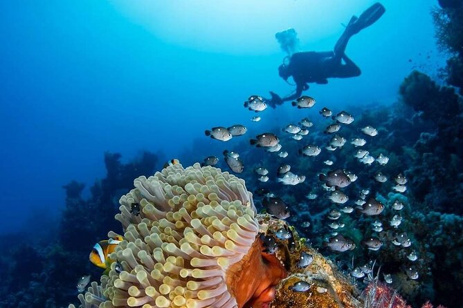 Dahab Safari & Blue Hole Snorkeling Day Tour From Sharm Elsheikh - Good To Know