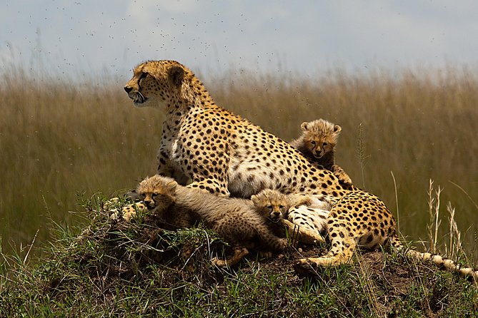 Daily Departures: 4 Day Masai Mara Camping Guided Safari From Nairobi - Inclusions and Exclusions