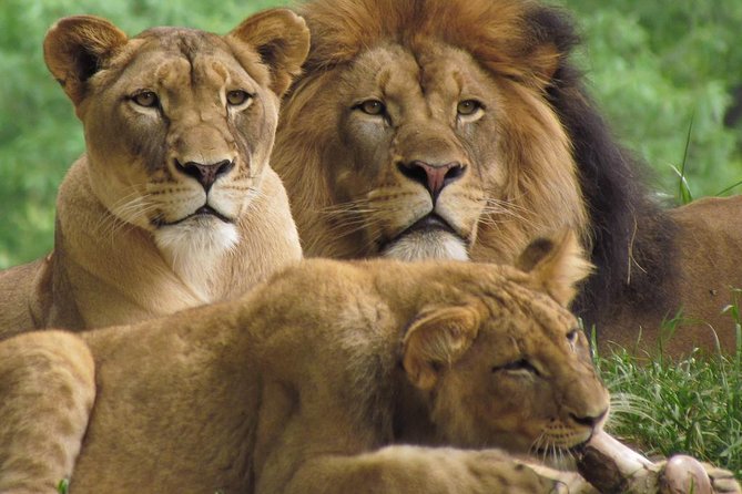 Daily Departures: 4 Day Masai Mara Camping Guided Safari From Nairobi - Booking Confirmation and Policies