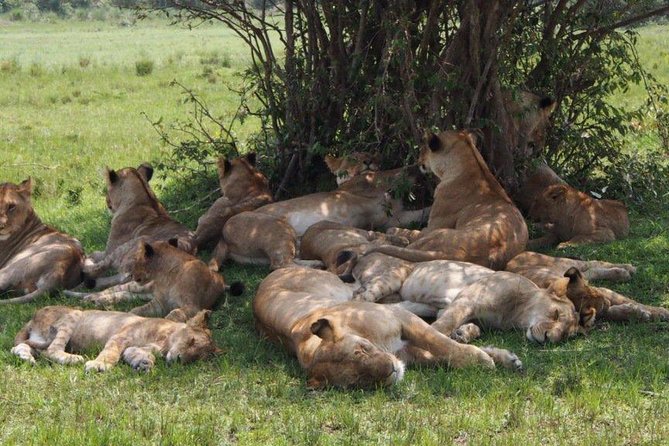 Daily Departures: 4 Day Masai Mara Camping Guided Safari From Nairobi - Customer Reviews