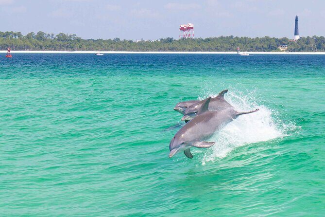 Daily Dolphin Cruise + Sightseeing Tour on Pensacola Beach - Good To Know