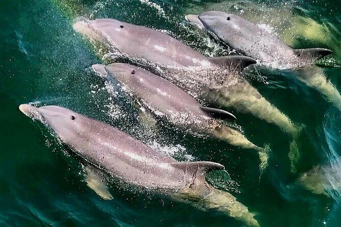 Daily Dolphin Cruise + Sightseeing Tour on Pensacola Beach - Who Should Consider This Tour?