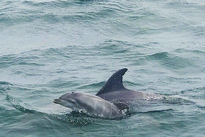 Daily Dolphin Cruise + Sightseeing Tour on Pensacola Beach - Final Thoughts