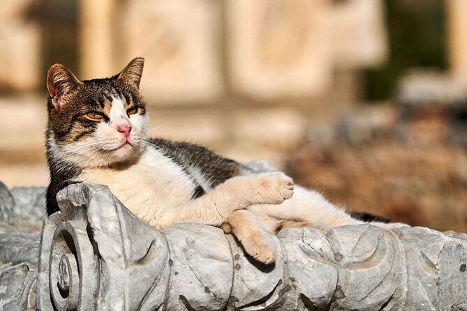 Daily Ephesus & Virgin Mary House Tour From Izmir - Pickup Details and Cancellation Policy