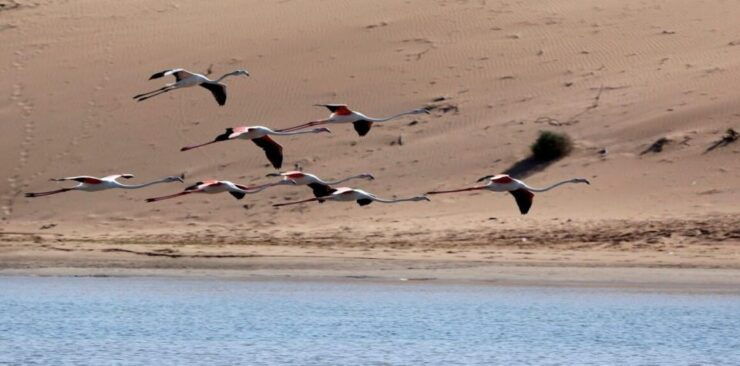 Daily Jeep Tour to Small Desert Including Lunch by - Booking Details