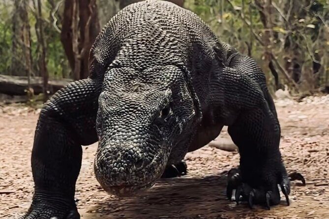Daily Open Trip Komodo by Speedboat - Final Thoughts: Is This Tour for You?