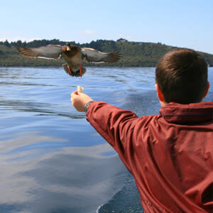 Daily Scenic Lake Taupo Cruise to Ngatoroirangi Maori Rock Carvings - Comfort, refreshments, and the weather
