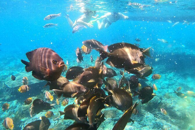 Daily West Nusa Penida Island and Snorkeling Tour with Lunch from Bali - FAQ