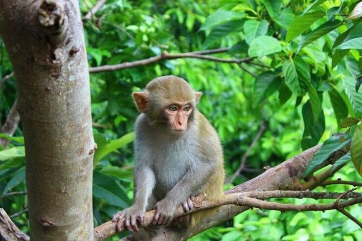 DailyTour Son Tra Wildlife Walk & Excursion (Dinner Option) - Experience & Highlights
