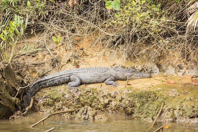 Daintree Afternoon Nocturnal Nature and Wildlife Tour - Reviews