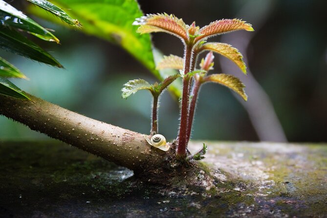 Daintree Cape Tribulation Waterfall Hike Tour With Lunch & Swim - Tour Highlights