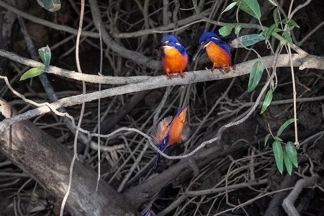 Daintree Cape Tribulation Waterfall Hike Tour With Lunch & Swim - Lunch and Refreshments