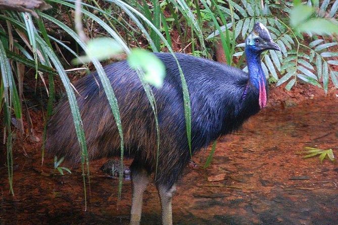 Daintree Discovery Centre Family Pass Ticket - Pricing