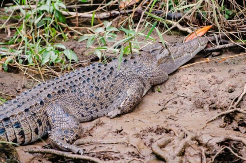Daintree: Guided Daintree River Wildlife Cruise - The River Experience