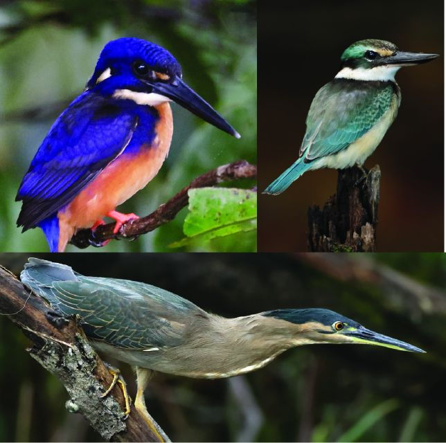 Daintree: Lower Daintree Crocodile & Wildlife Cruise - Booking Details