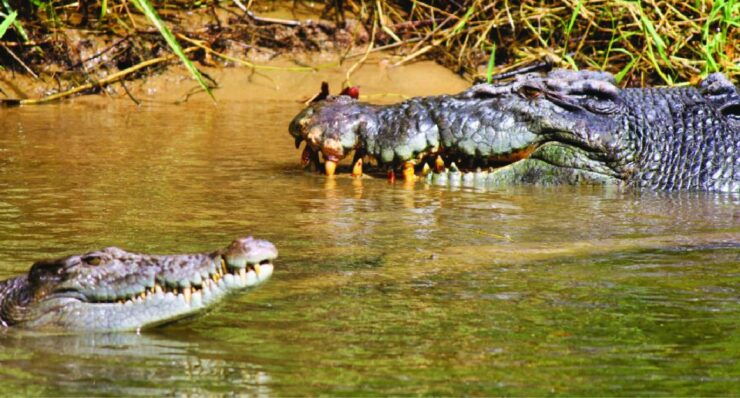 Daintree: Lower Daintree Crocodile & Wildlife Cruise - Experience Highlights