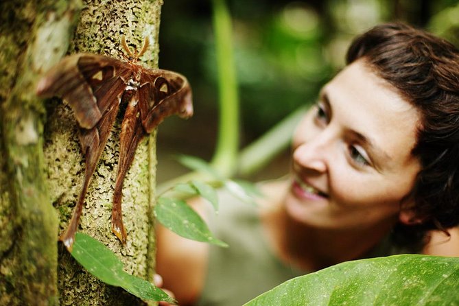 Daintree Park and Cape Tribulation With Aboriginal Guide  - Port Douglas - The Sum Up