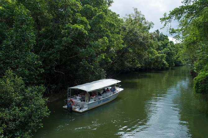 Daintree Rainforest, Cape Tribulation and Bloomfield Track Small Group Tour - Tour Guide Rohan