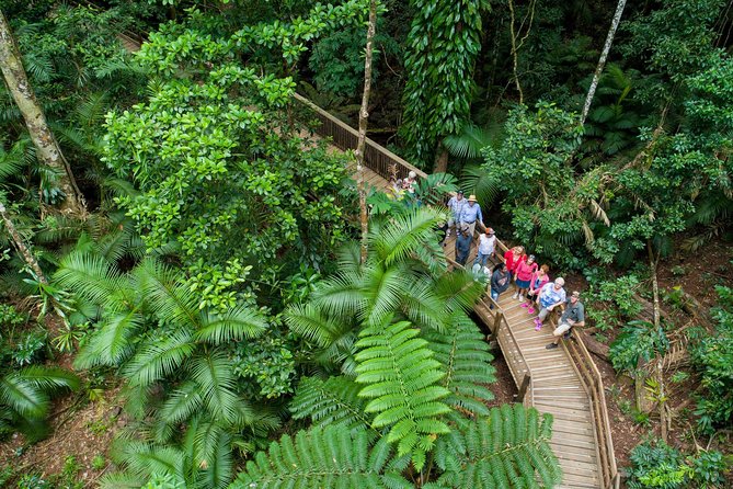 Daintree Rainforest, Cape Tribulation and Bloomfield Track Small Group Tour - The Sum Up