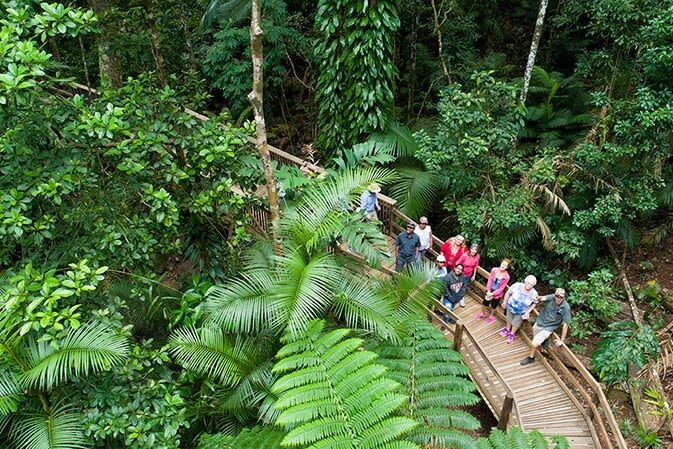 Daintree Rainforest & Cape Tribulation Full Day Tour - From Cairns to the Daintree