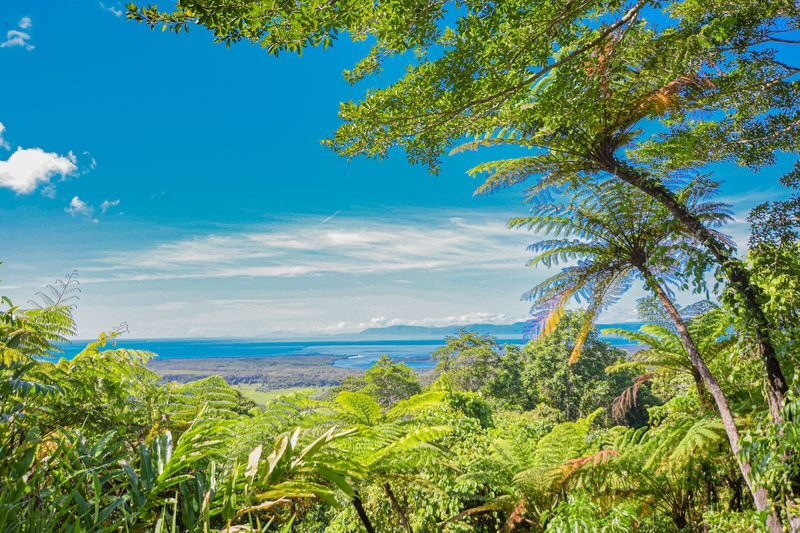 Daintree Rainforest Day Tour From Port Douglas - Guides make the difference