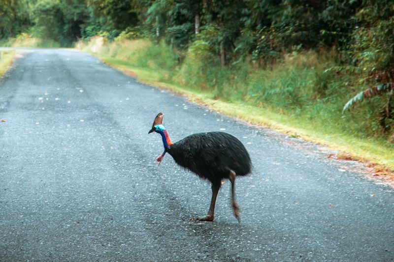 Daintree Rainforest Day Tour From Port Douglas - Should you book this Daintree day tour?