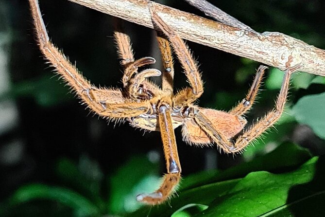 Daintree Rainforest Night Walk in Cape Tribulation - Inclusions and Meeting Details