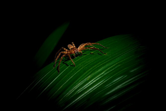 Daintree Rainforest Night Walk in Cape Tribulation - Additional Information