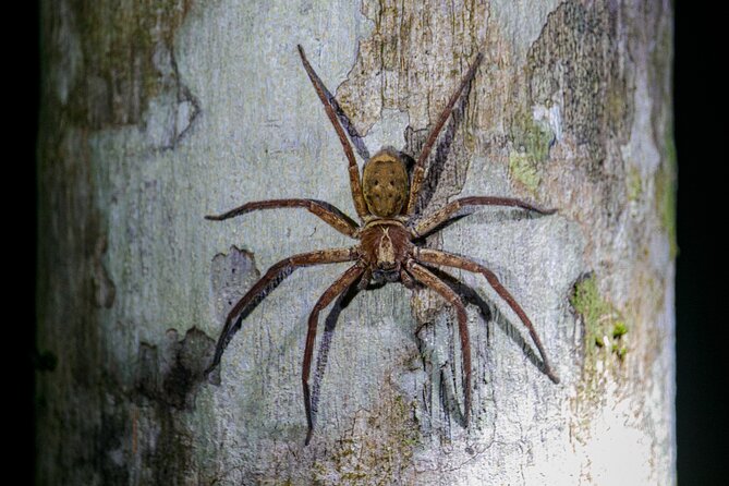 Daintree Rainforest Night Walk in Cape Tribulation - Pricing and Options