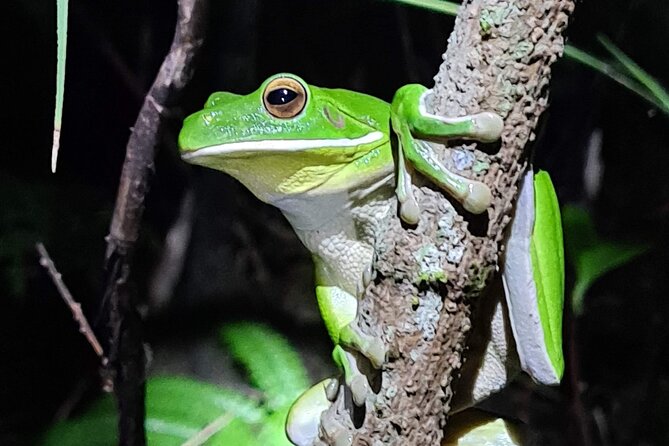 Daintree Rainforest Night Walk in Cape Tribulation - Common Questions