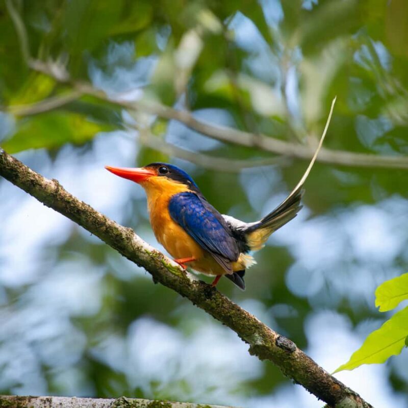 Daintree Rainforest: Waterfall Walk, Swim & Crocodile Cruise - Good To Know  