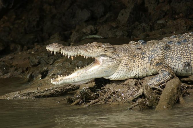 Daintree River Cruise - Booking and Logistics