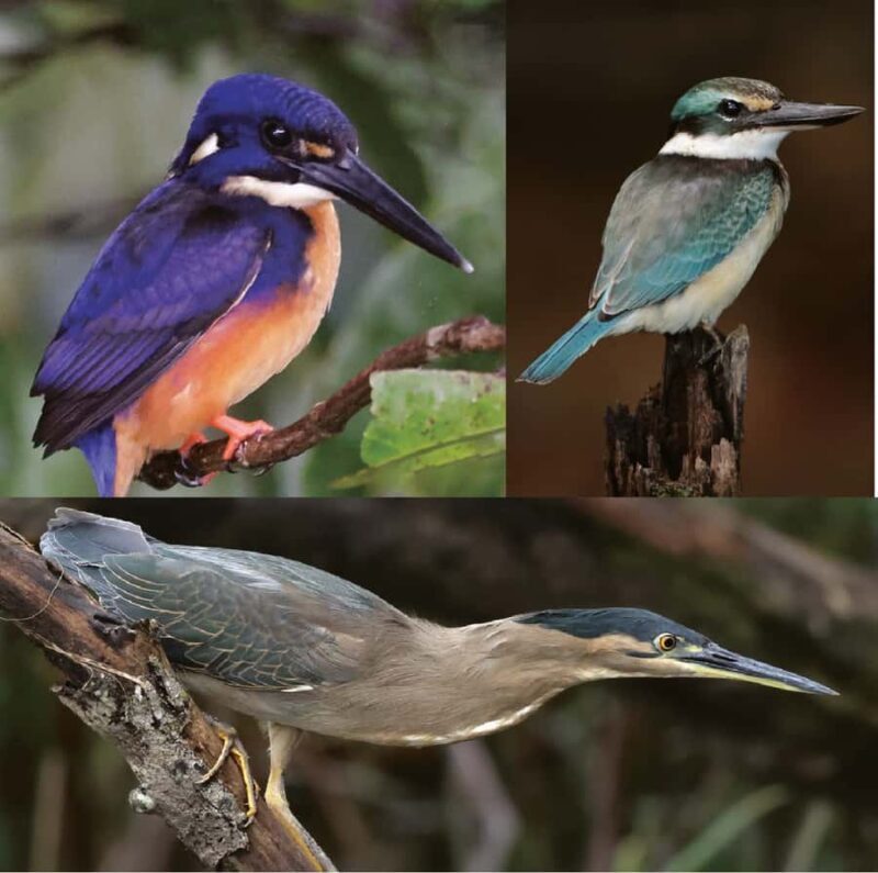 Daintree River Rainforest: Crocodile & Wildlife Cruises (DG) - An Honest Breakdown of the Experience