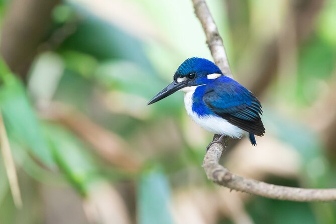 Daintree River 'Sunset' Cruise With the Daintree Boatman - Overview and Features