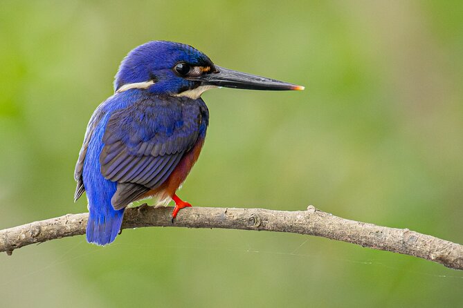 Daintree River 'Sunset' Cruise With the Daintree Boatman - Wildlife Viewing Opportunities