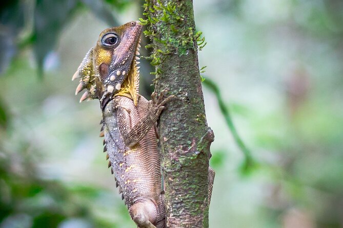 Daintree Valley of the Giants Afternoon Hike and Swim - Flora and Fauna Encounters