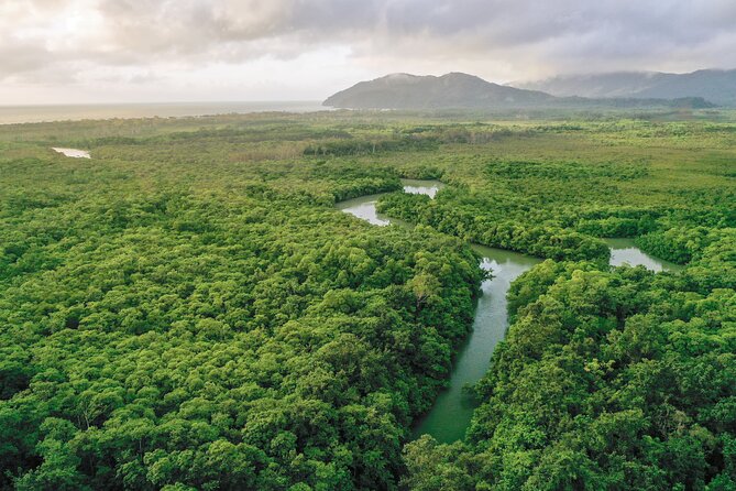 Daintree Valley of the Giants Afternoon Hike and Swim - Safety Precautions and Guidelines