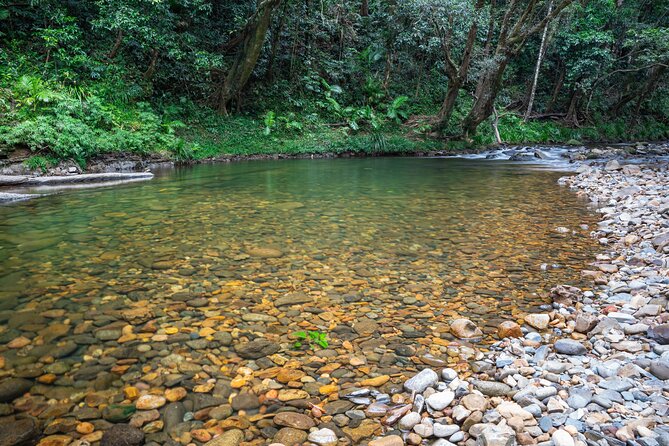 Daintree Valley of the Giants Afternoon Hike and Swim - Tips for a Comfortable Hike