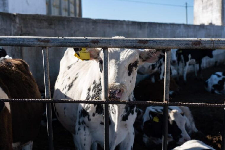 Dairy Farm Tour in the Apulian Countryside! - Engage in a Mozzarella and Burrata Class