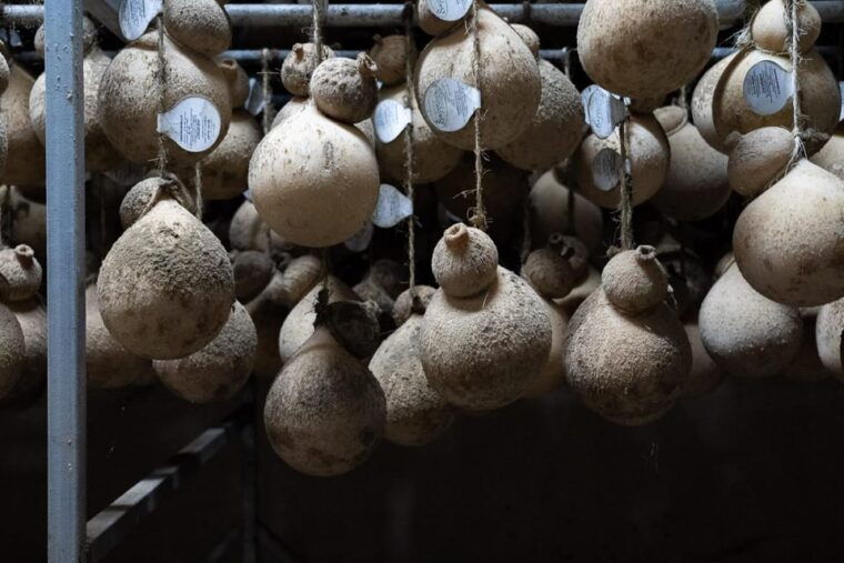 Dairy Farm Tour in the Apulian Countryside! - Savor Local Cured Meats and Desserts