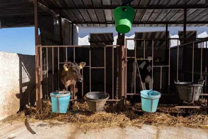 Dairy Farm Tour in the Apulian Countryside! - Frequently Asked Questions