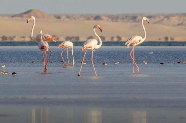 Dakhla a Week of Kitesurfing With 7 -Night Accommodation - Experience Highlights