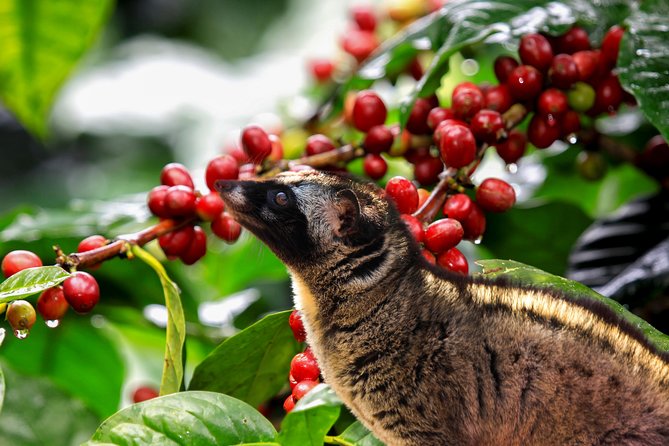 Dalat Coffee Tours - Tour Highlights