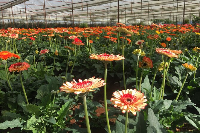 Dalat Countryside and Waterfalls Tours - Adventure Activities and Outdoor Fun