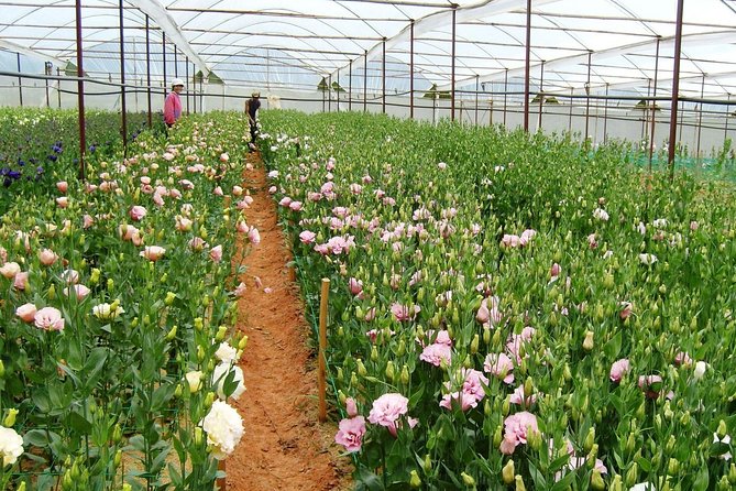 Dalat Countryside Tour - Customer Reviews