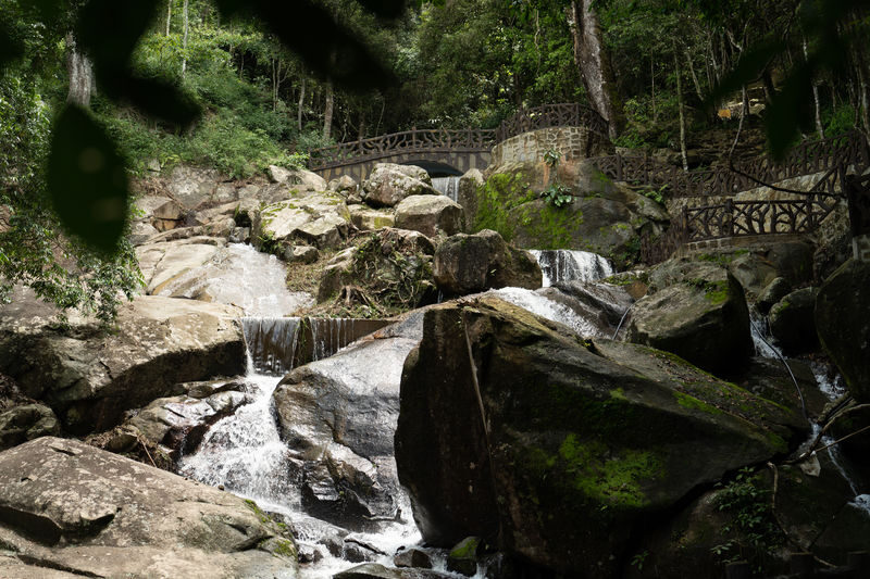 Dalat Elephant Mountain Pine Forest Ticket - What the ticket costs, and what it buys